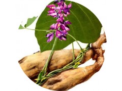 陕西慧科供应 葛根提取物