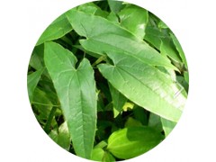 陕西慧科供应 淫羊藿提取物