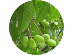 陕西慧科供应 橄榄叶提取物