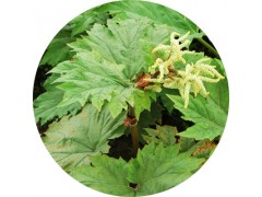 陕西慧科供应  大黄提取物