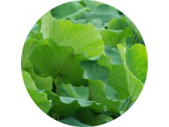 陕西慧科供应 荷叶碱