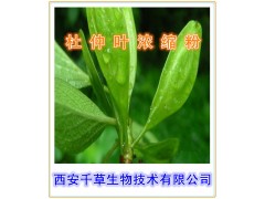 杜仲叶浓缩粉 全水溶 西安千草生物 厂家生产直销