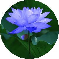 优质蓝莲花提取物5：1