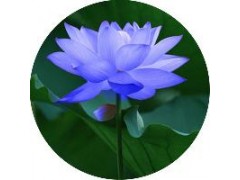 优质蓝莲花提取物5：1