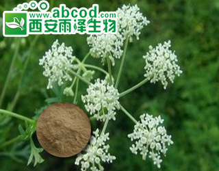 前胡提取物生产厂家