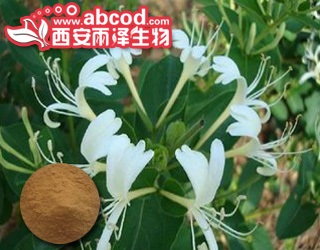 忍冬藤提取物生产厂家