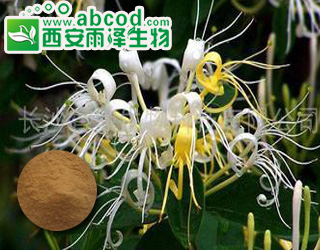 金银花提取物