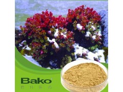 广州红景天提取物供应批发 提高排毒免疫力防晒增白美肤 巴科