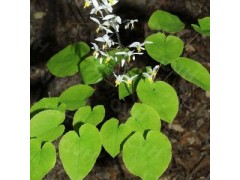 淫羊藿提取物单甙10%