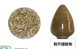 优质荆芥提取物10：1