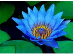 优质蓝睡莲提取物，规格5：1