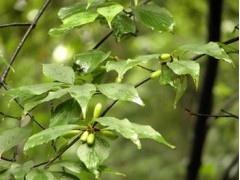 山茱萸提取物4:1