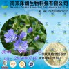 菊苣提取物  固体饮料代加工   药食同源  资质齐全