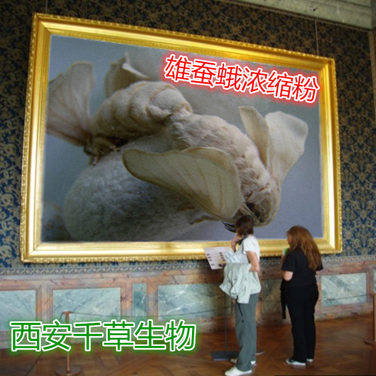 雄蚕蛾浸渍膏粉 全水溶无沉淀  厂家特价直销