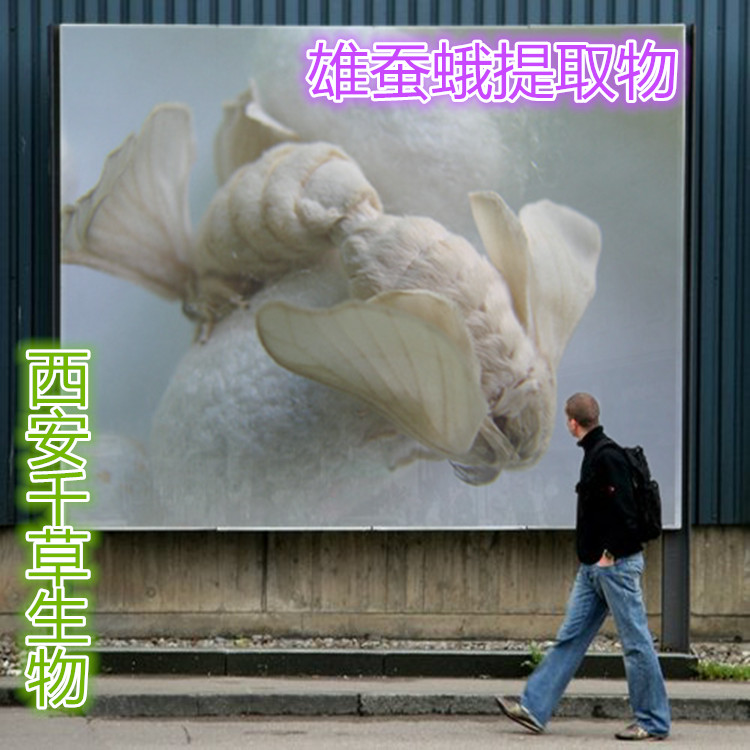 雄蚕蛾粉 全水溶无沉淀  厂家特价直销