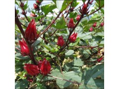 东莞优质玫瑰茄提取物供应  平肝降火清热保健生津止咳--巴科