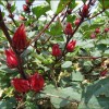 东莞优质玫瑰茄提取物供应  平肝降火清热保健生津止咳--巴科