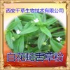 滨豆提取物水溶粉