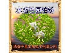 圆柏提取物 纯天然全水溶  西安千草现货专供