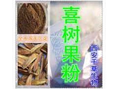 喜树果提取物 纯天然全水溶 西安千草现货专供