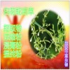 白花蛇舌草粉 纯天然全水溶  实力厂家生产 现货直销