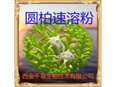 圆柏粉 纯天然全水溶  实力厂家生产 现货直销