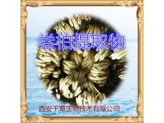 卷柏粉 纯天然全水溶  实力厂家生产 现货直销