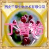 丁香提取物 纯天然全水溶 药食同源 西安千草现货专供