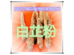 白芷粉 纯天然全水溶 药食同源 实力厂家生产 现货直销