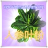 人参叶提取物 国家规定保健品添加 纯植物提取 厂家专供