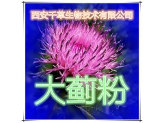 大蓟提取物 国家规定保健品添加 纯植物提取 厂家专供