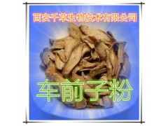 车前草提取物 国家规定保健品添加 纯植物提取 厂家专供