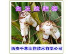 白及提取物 国家规定保健品添加 纯植物提取 厂家专供