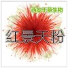 红景天提取物 国家规定保健品添加 纯天然提取 厂家生产