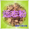 远志提取物 国家规定保健品添加 纯天然提取 厂家生产