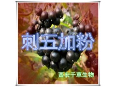 刺五加提取物 国家规定保健品添加 纯植物提取 厂家专供