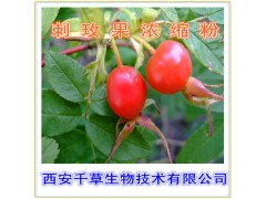 刺玫果提取物 国家规定保健品添加 纯天然提取 厂家生产