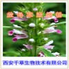 益母草提取物 国家规定保健品添加 纯植物提取 厂家专供