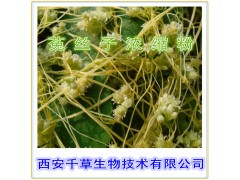 荜茇浸膏粉 纯天然全水溶  实力厂家生产 现货直销