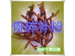 骨碎补提取物 国家规定保健品添加 纯天然提取 厂家生产