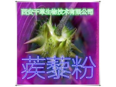 蒺藜提取物 国家规定保健品添加 纯植物提取 厂家专供