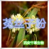 菟丝子提取物 国家规定保健品添加 纯天然提取 厂家生产