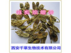 槐实提取物 国家规定保健品添加 纯天然提取 厂家生产