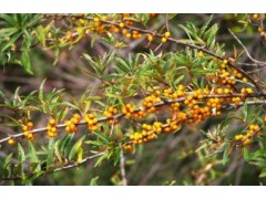 Sea buckthorn Fruit Extract