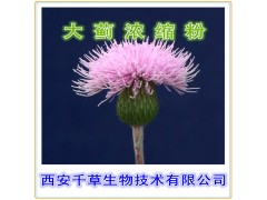 大蓟浸膏粉 厂家直供