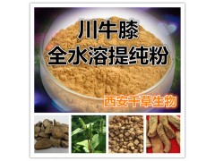 川牛膝浓缩粉 厂家直供
