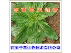 车前草浓缩粉 低价特销