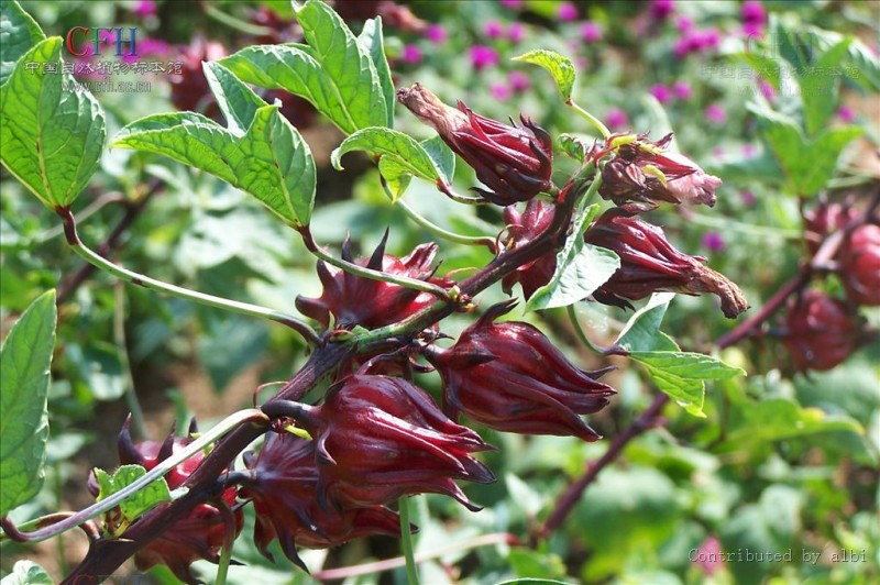 中山玫瑰茄提取物厂家直销 促进消化玫瑰茄提取物 巴科医药