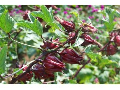 中山玫瑰茄提取物厂家直销 促进消化玫瑰茄提取物 巴科医药