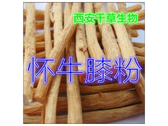 怀牛膝提取物 纯植物提取